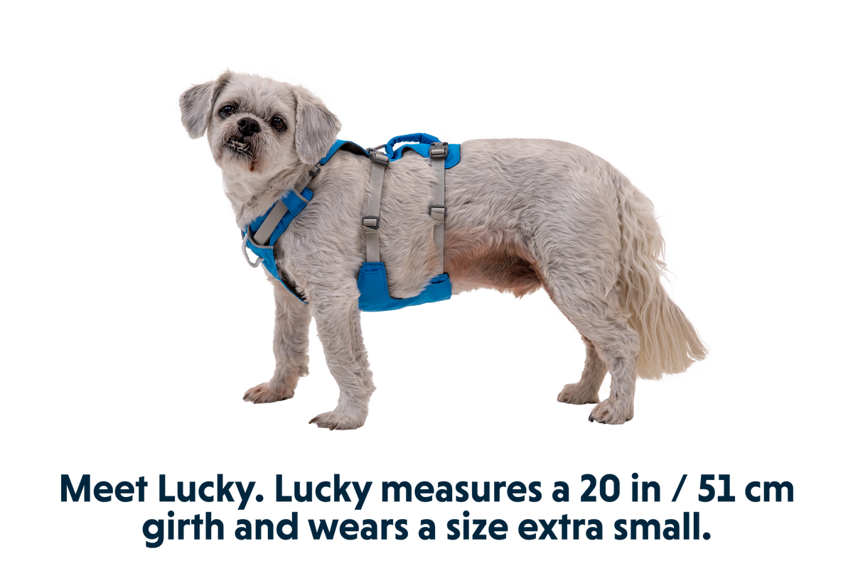 Outdoor Flagline Dog Harness with Handle