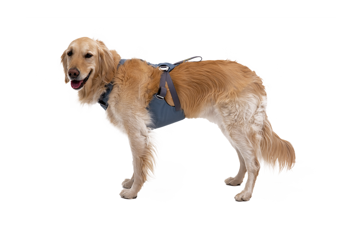 Outdoor Load Up Dog Car Harness