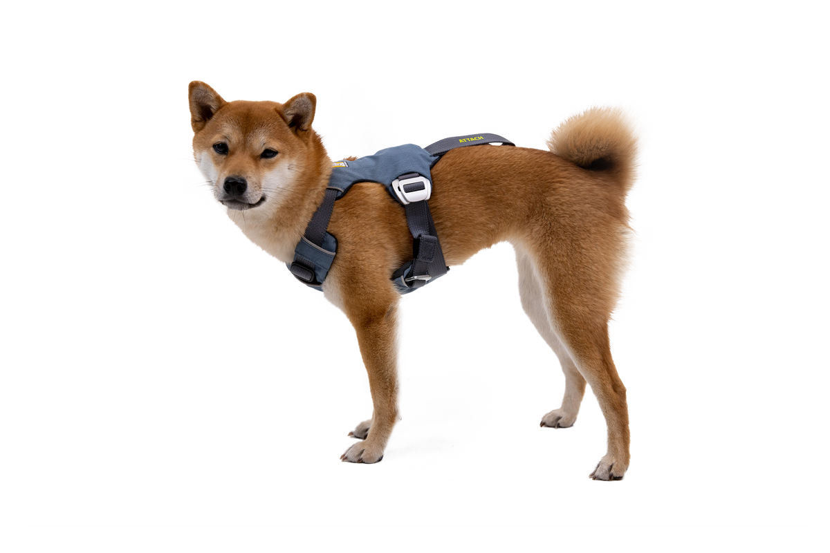 Outdoor Load Up Dog Car Harness