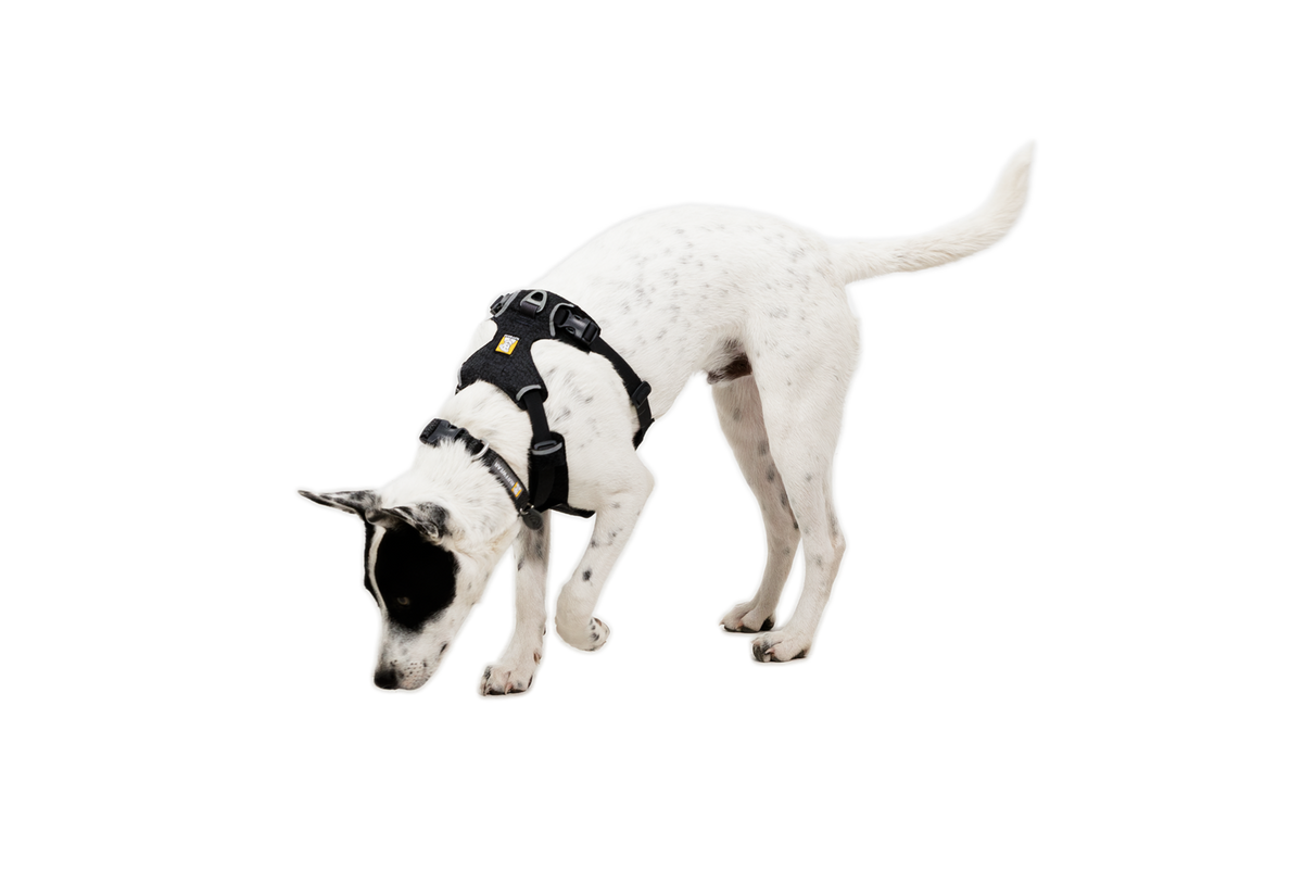Outdoor Front Range Flex Harness