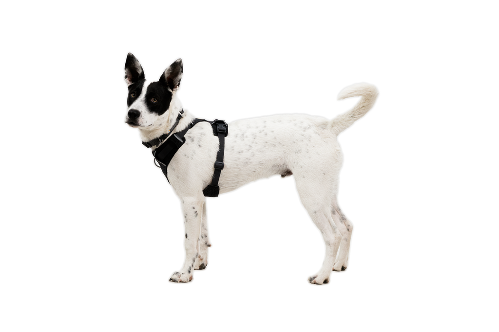 Outdoor Front Range Flex Harness