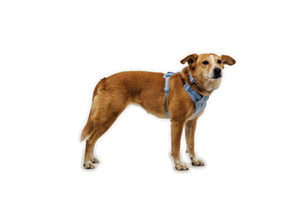 Outdoor Front Range Flex Harness