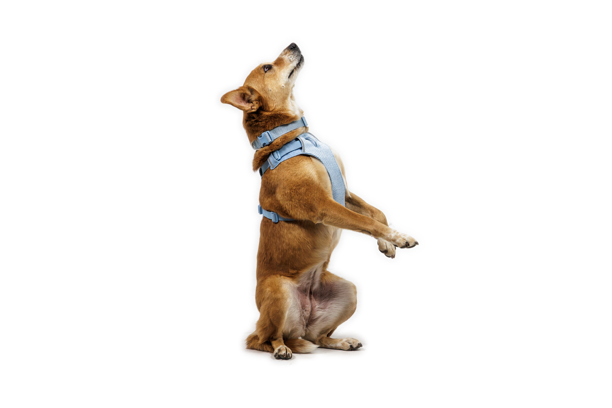 Outdoor Front Range Flex Harness