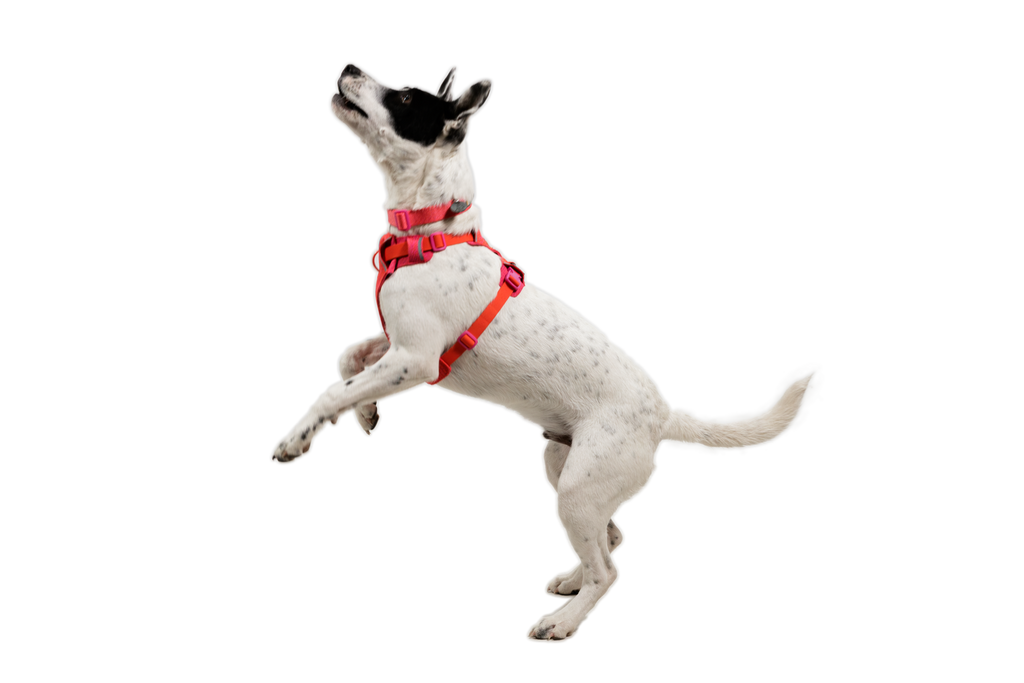 Outdoor Front Range Flex Harness