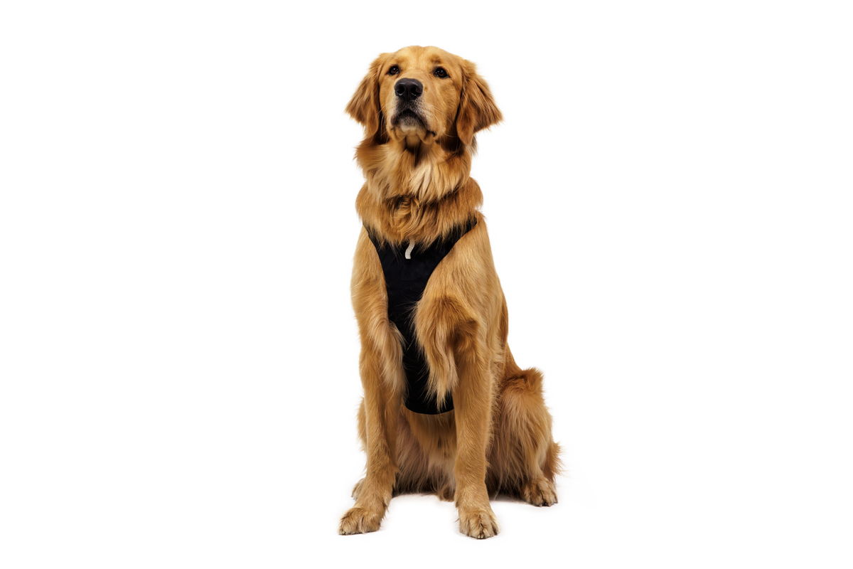 Outdoor Ridgeline Harness