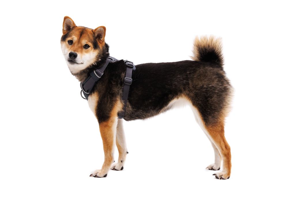 Outdoor Front Range Harness