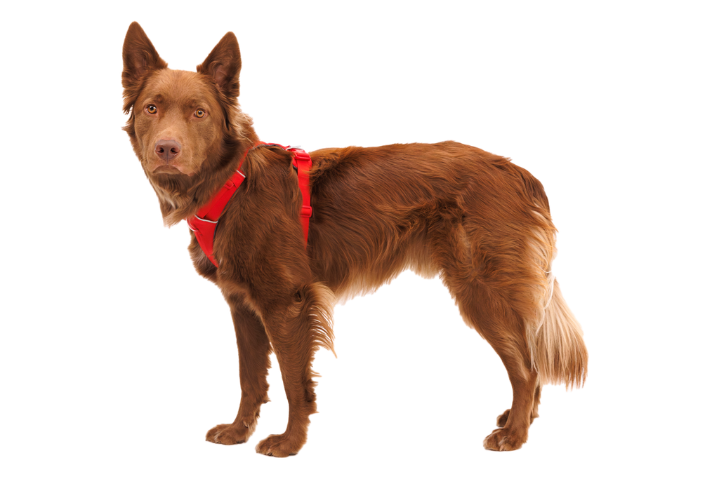Outdoor Front Range Harness