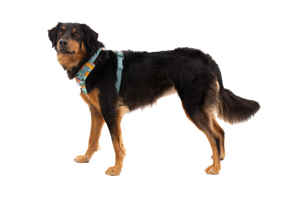Outdoor Front Range Harness