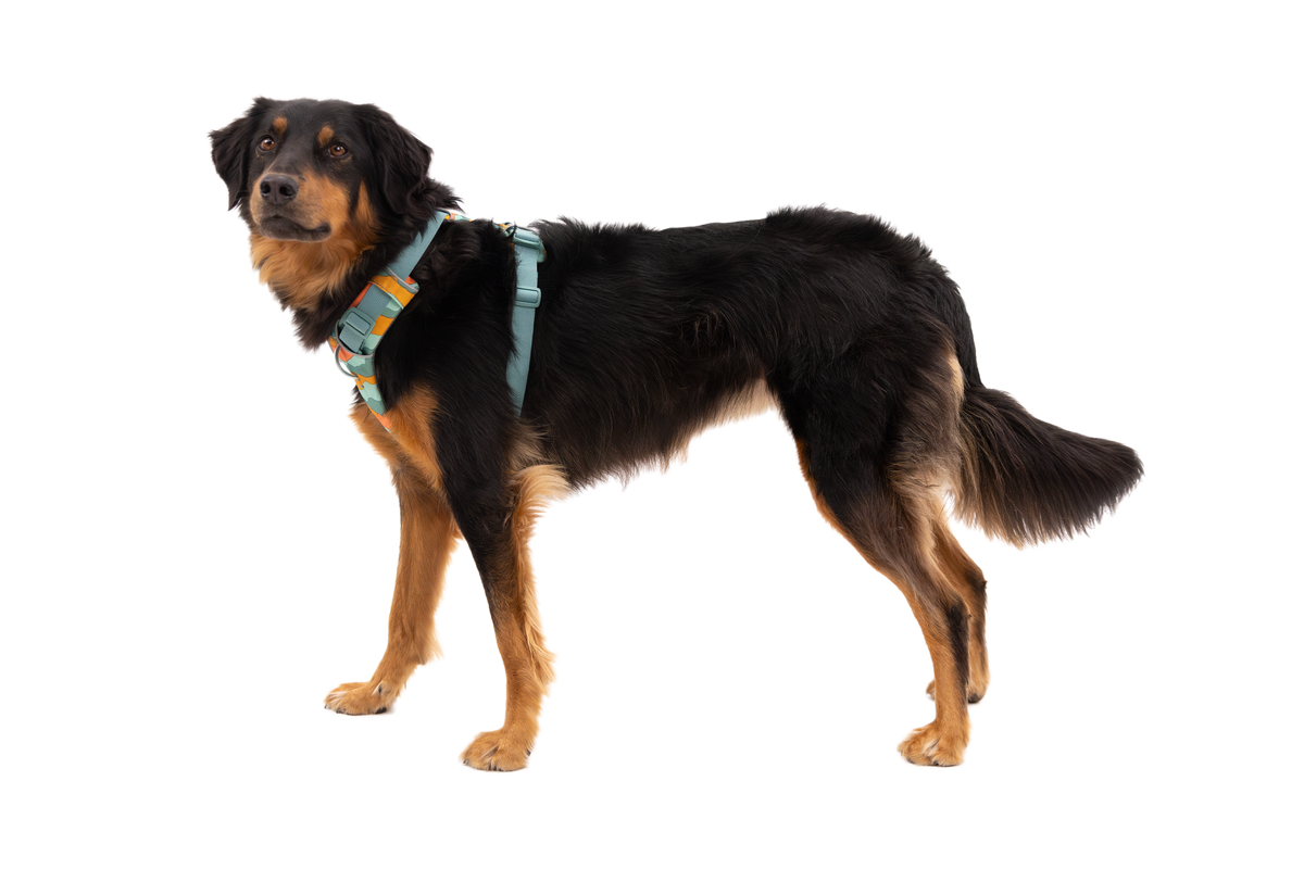 Outdoor Front Range Harness